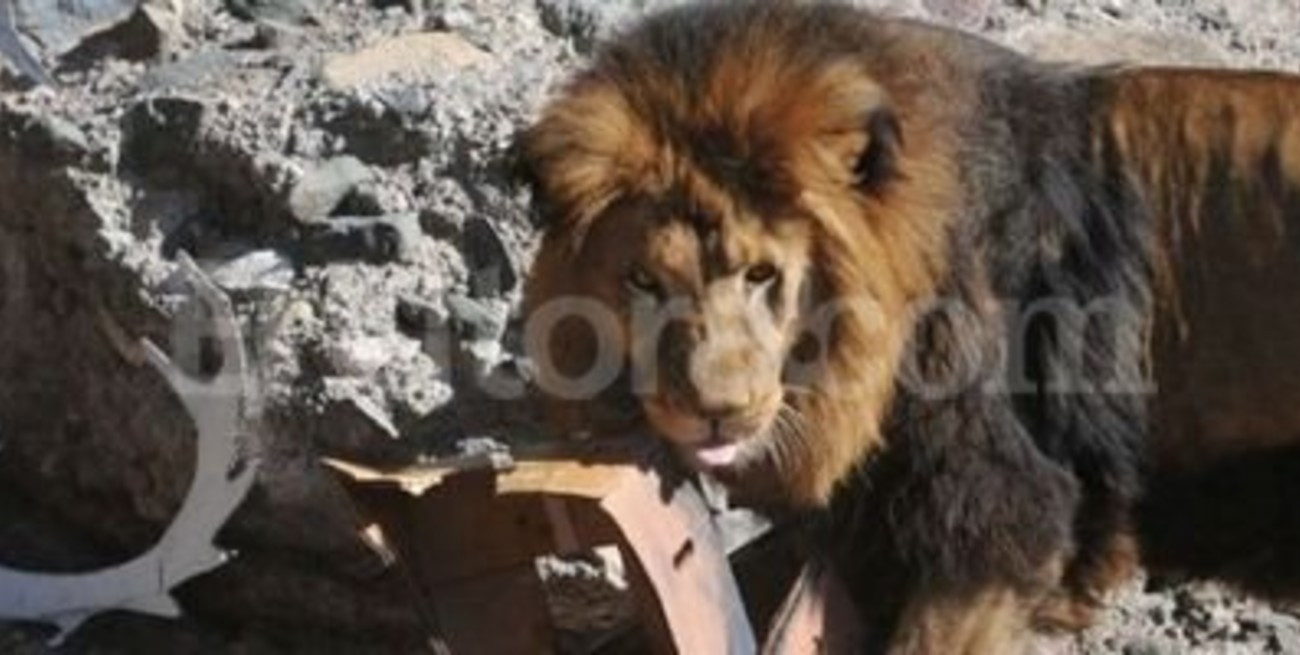 Murió un león del zoológico de Mendoza 