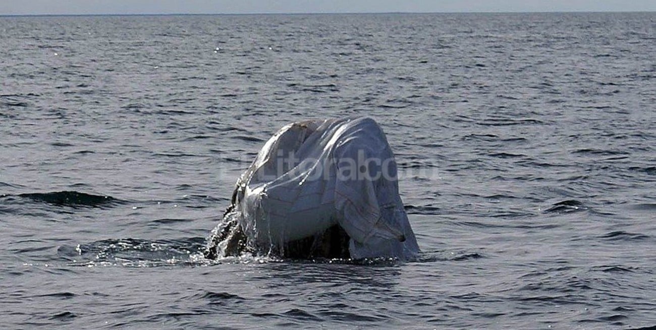 Una ballena fue salvada de asfixiarse con una bolsa de arpillera