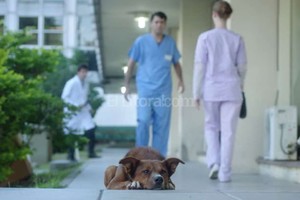 ELLITORAL_125260 |  Captura de pantalla