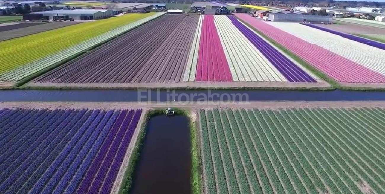 Un drone sobrevoló los campos de flores en Holanda