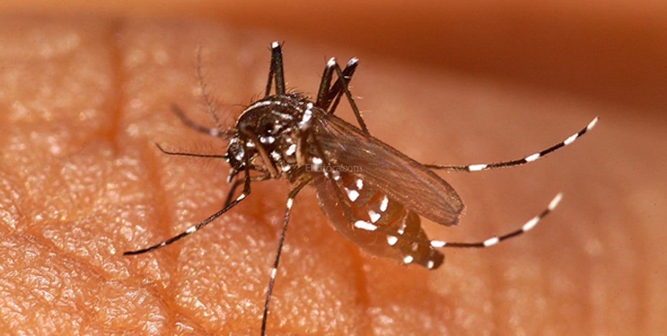 16 casos de dengue confirmados en la provincia de Santa Fe