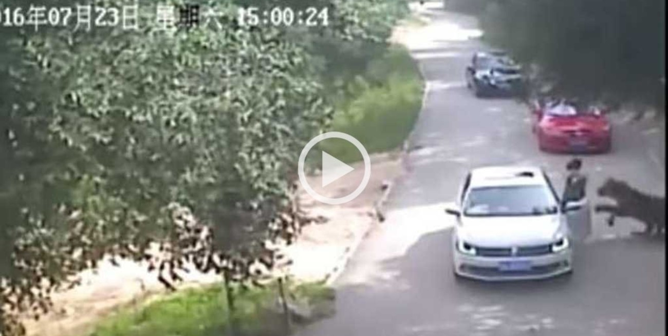 Video: tigre atacó y mató a una turista en un parque