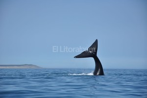 Arch Ballena Franca Austral. Este año fueron menos la cantidad de ejemplares que llegaron a Peníncula Valdés