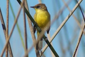 Gentileza Prensa UNL Doradito Limón.