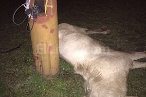 ELLITORAL_131270 |  Whatsapp ElLitoral