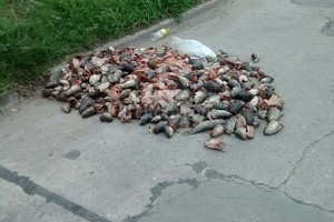 Periodismo Ciudadano