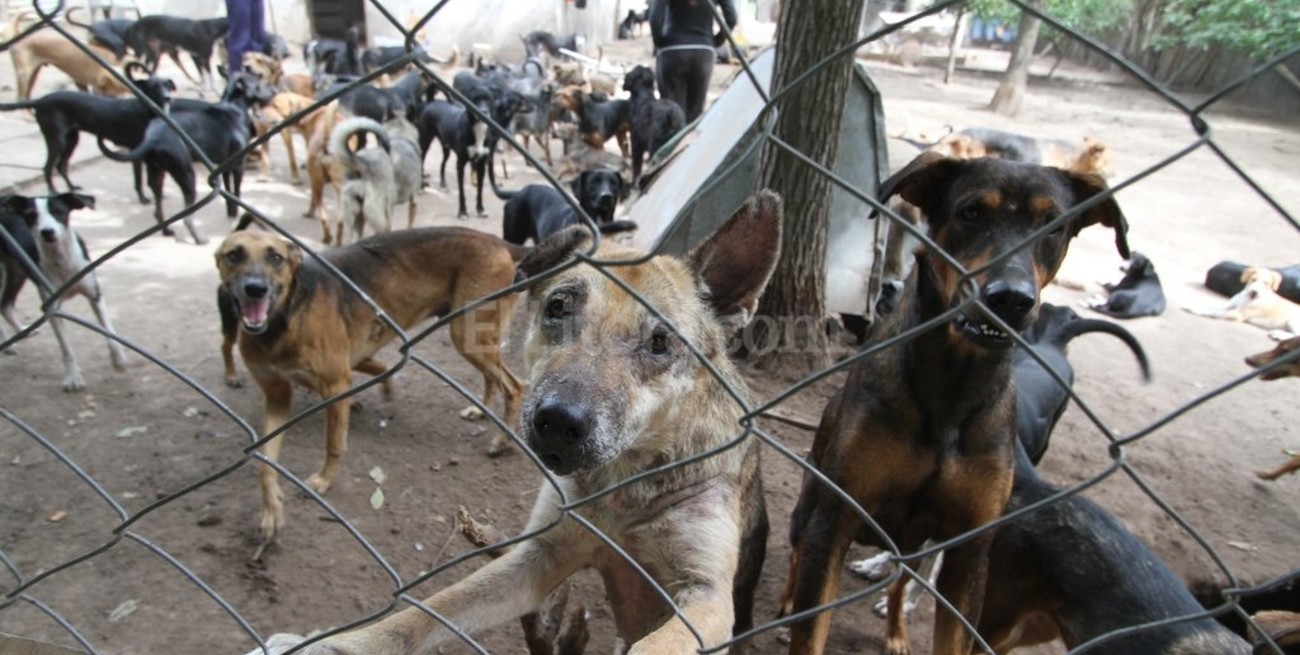 Preocupación en Diputados por el refugio de perros de Sauce Viejo