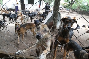 ELLITORAL_130546 |  Guillermo Di Salvatore El refugio alberga unos 100 canes. Desde que murió su dueña, se hizo cargo la asociación Dignidad Animal.