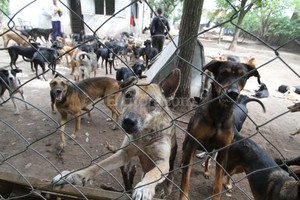 ELLITORAL_130546 |  Guillermo Di Salvatore El refugio alberga unos 100 canes. Desde que murió su dueña, se hizo cargo la asociación Dignidad Animal.