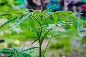 ELLITORAL_139808 |  EFE Para el debate. La regulación de la venta y consumo de marihuana habilitó el cultivo de Cannabis sativa en huertos particulares.