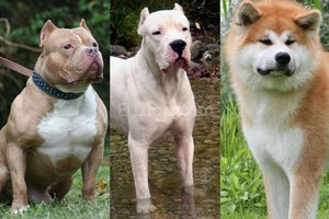 ELLITORAL_135522 |  ElLitoral.com