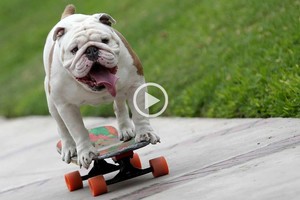 ELLITORAL_139099 |  Facebook Otto Bulldog Skater