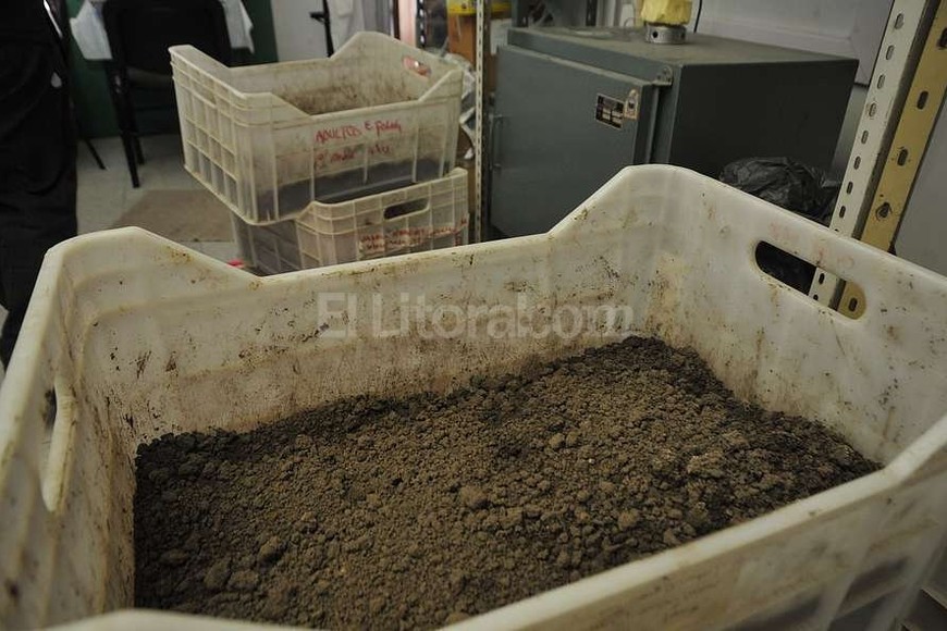 ELLITORAL_162183 | Flavio Raina Ensayos en biolechos, otra línea de estudio que, en este caso, tiene como protagonista a la lombriz roja californiana o Eisenia fetida.