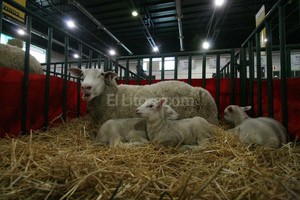 El Litoral Le pusieron Sherezade porque la cabaña se llama Las Mil y Una, que recuerda las dificultades que tuvieron cuando comenzaron con la actividad de cría.