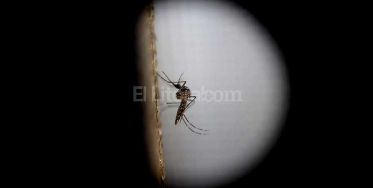 Nuevo caso de dengue autóctono en Rosario