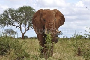 ELLITORAL_123572 |  EFE La caza de animales ha puesto en peligro la supervivencia de los elefantes en Tanzania.