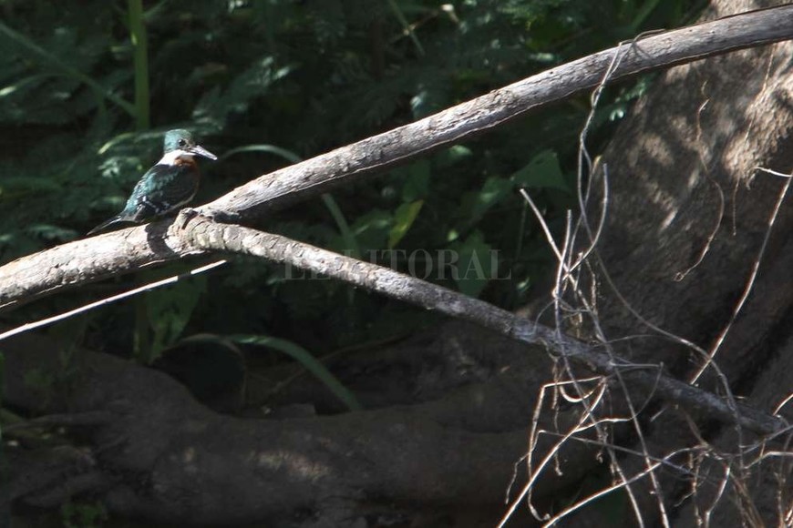 ELLITORAL_172218 |  Mauricio Garín Pájaro. Todo tipo de aves se pueden ver en los arroyos santafesinos.