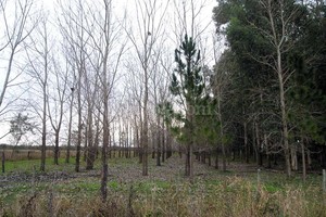 ELLITORAL_129187 |  Amancio Alem Foto de archivo.