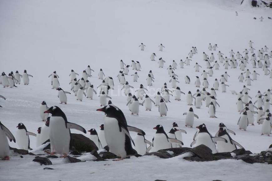 ELLITORAL_166585 |  Gentileza entrevistada El arribo de una especie de pingüinos en la zona donde trabaja la bióloga.
