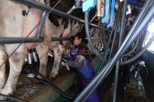ELLITORAL_129216 |  Archivo El Litoral. La protesta se inició el domingo, con un bloqueo a la planta que la firma Saputo posee en Rafaela.