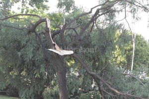 ELLITORAL_145820 |  Manuel Fabatía Imagen ilustrativa