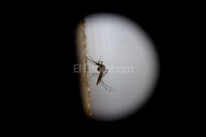 ELLITORAL_165593 |  EFE / ESTEBAN BIBA El aedes transmite dengue, zika y chicunguña, entre otras enfermedades, después de picar a una persona infectada.