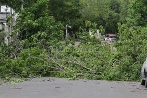 Mauricio Garín En Mitre al 4700 los árboles caídos cortaron el tránsito.