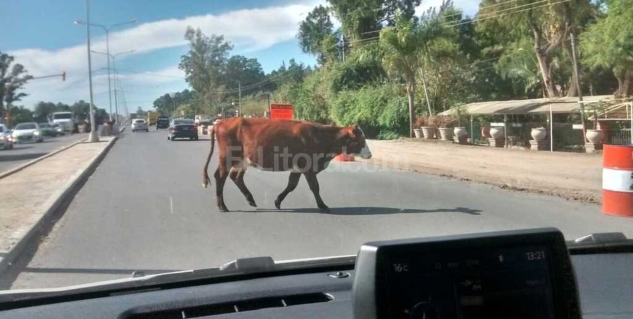 ¡Cuidado! Pasa la vaca por la Ruta 1