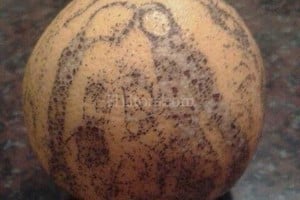 ELLITORAL_152108 |  Periodismo Ciudadano