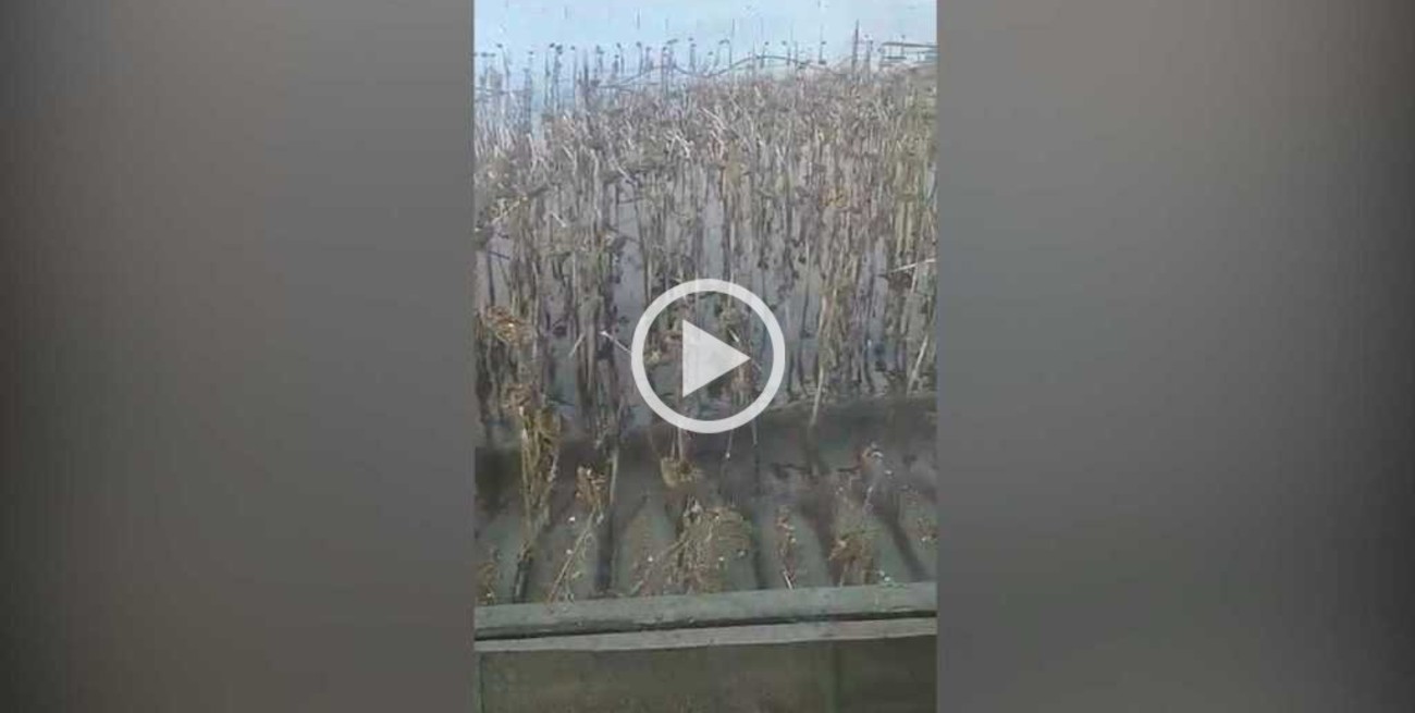 Video: cosechan girasol bajo el agua 