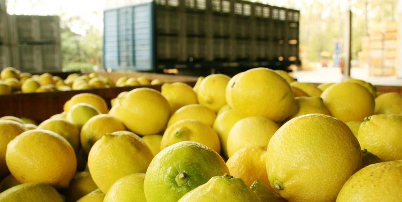 Estados Unidos permite la importación de limones argentinos