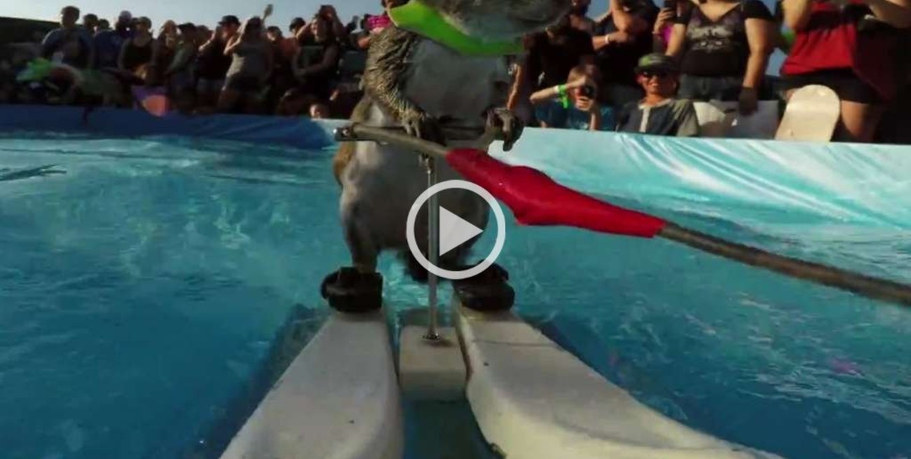 Ardilla practica esquí acuático y es furor en YouTube