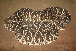 Facebook Escuela de Animales Imagen ilustrativa