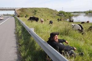 ELLITORAL_150916 |  Flavio Raina Claudio Lucero le contó a El Litoral que todos los días hace cuatro viajes para que sus vacas puedan comer. Las cruza por el puente de una de las colectoras de la 168.