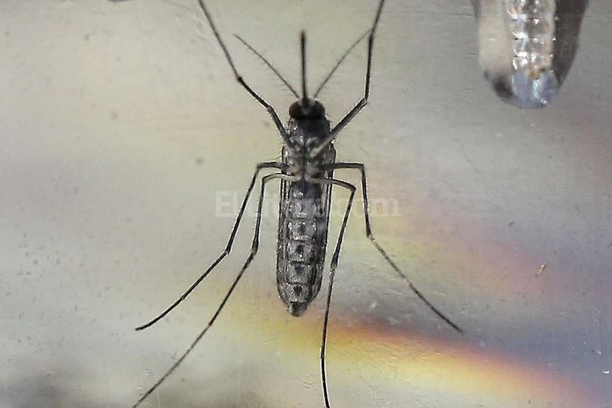 ELLITORAL_171346 |  El Litoral En guardia. El mosquito aedes aegypti es el vector de estas enfermedades.