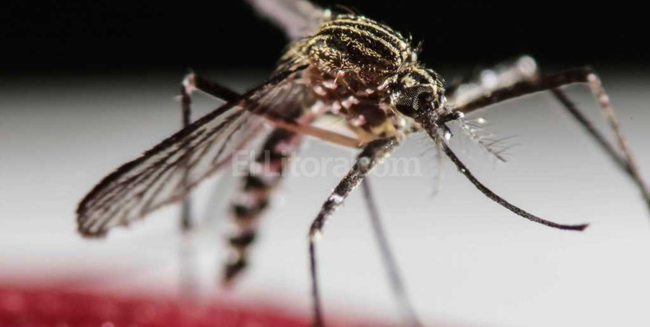 En Santa Fe detectaron 52 casos autóctonos de dengue