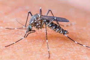 ELLITORAL_143581 |  Archivo El Litoral