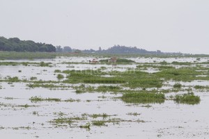 ELLITORAL_142648 |  Guillermo Di Salvatore Impresiona la cantidad de camalotes en la laguna Setúbal. Esta vegetación obstruye la toma de agua en el riacho Santa Fe.
