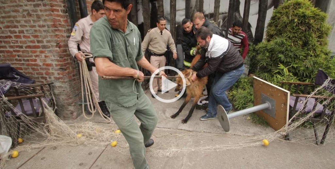 Aguará guazú: "No es un animal peligroso"