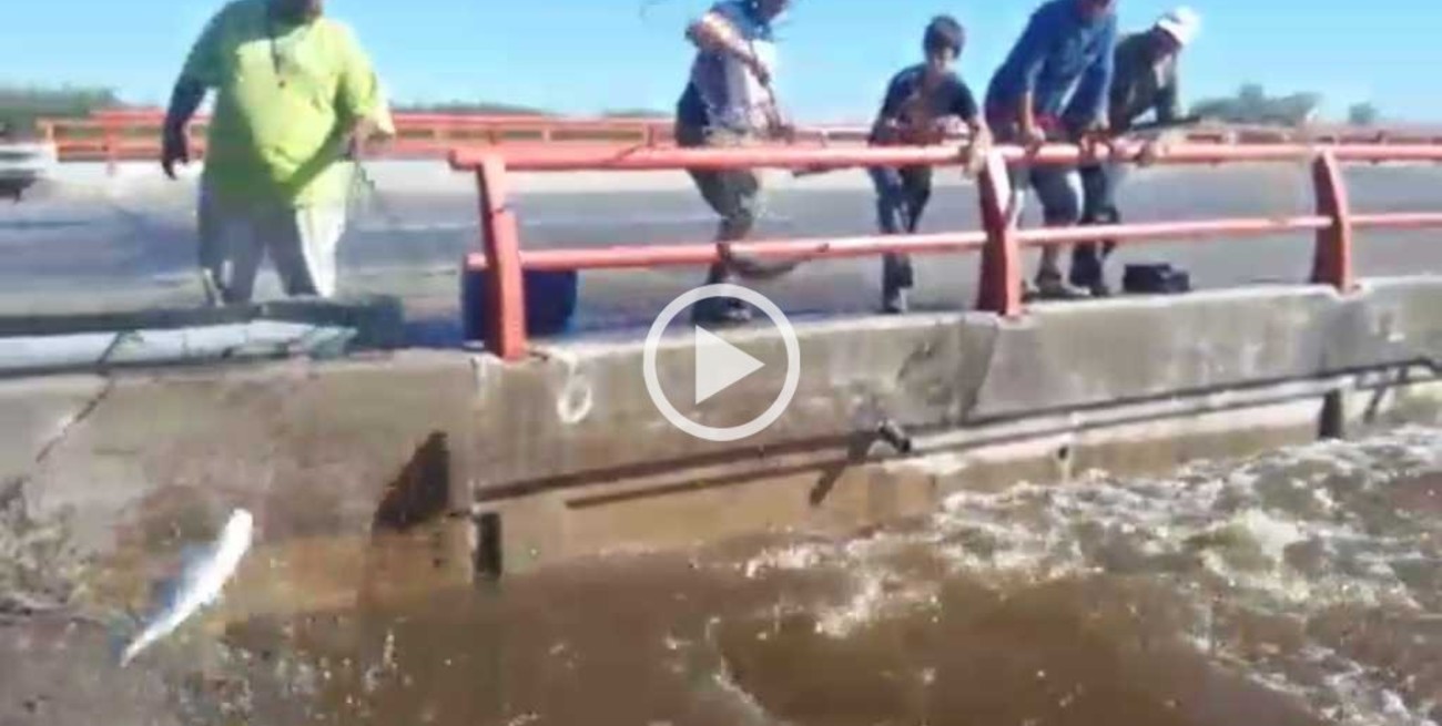 Video: pescan sábalos a la vera de la autopista a Rosario