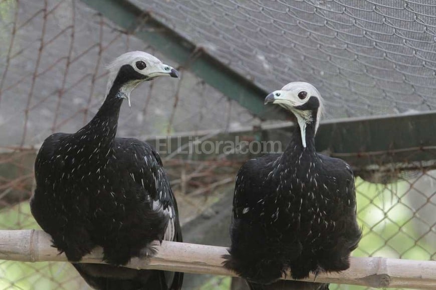 ELLITORAL_144732 |  Mauricio Garín Mamá y papá. La pareja reproductiva llegó a la Granja La Esmeralda en agosto de 2015 desde el zoo de La Plata.