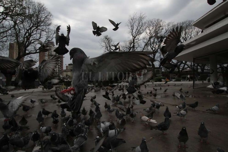 ELLITORAL_174190 |  Mauricio Garín Palomar. El paseo de la plaza Colón fue inaugurado en 1941 y Mitri llegó con su cámara poco después, para retratar a quienes llegaban en barcos, novios y figuras reconocidas, entre otros.