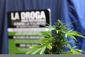 EFE El texto proyecto autoriza a que cada persona pueda plantar en su casa hasta cinco plantas.