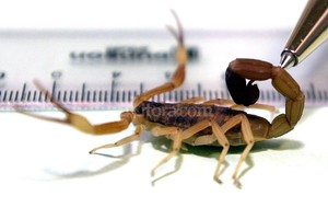 ELLITORAL_170986 |  Archivo El Litoral PELIGROSA. La cantidad de casos se debe a la presencia en Santa Fe de la especie Tityus trivitattus, una de las más riesgosas para los seres humanos.