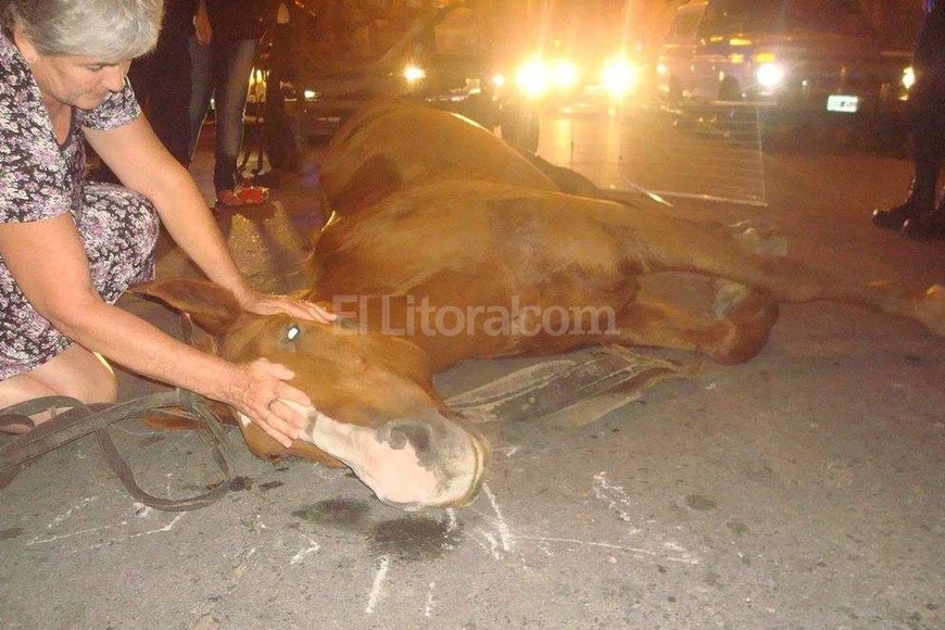 ELLITORAL_149161 |  Gentileza W. Alemandi Asistencia. Y amor, es lo que recibe este caballo que cayó cansado al suelo.