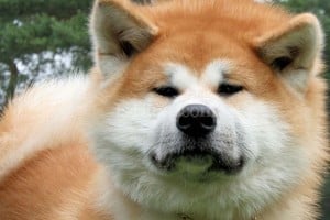 Archivo El Litoral Akita Inu. Un perro como este tenía la diputada Tessio.