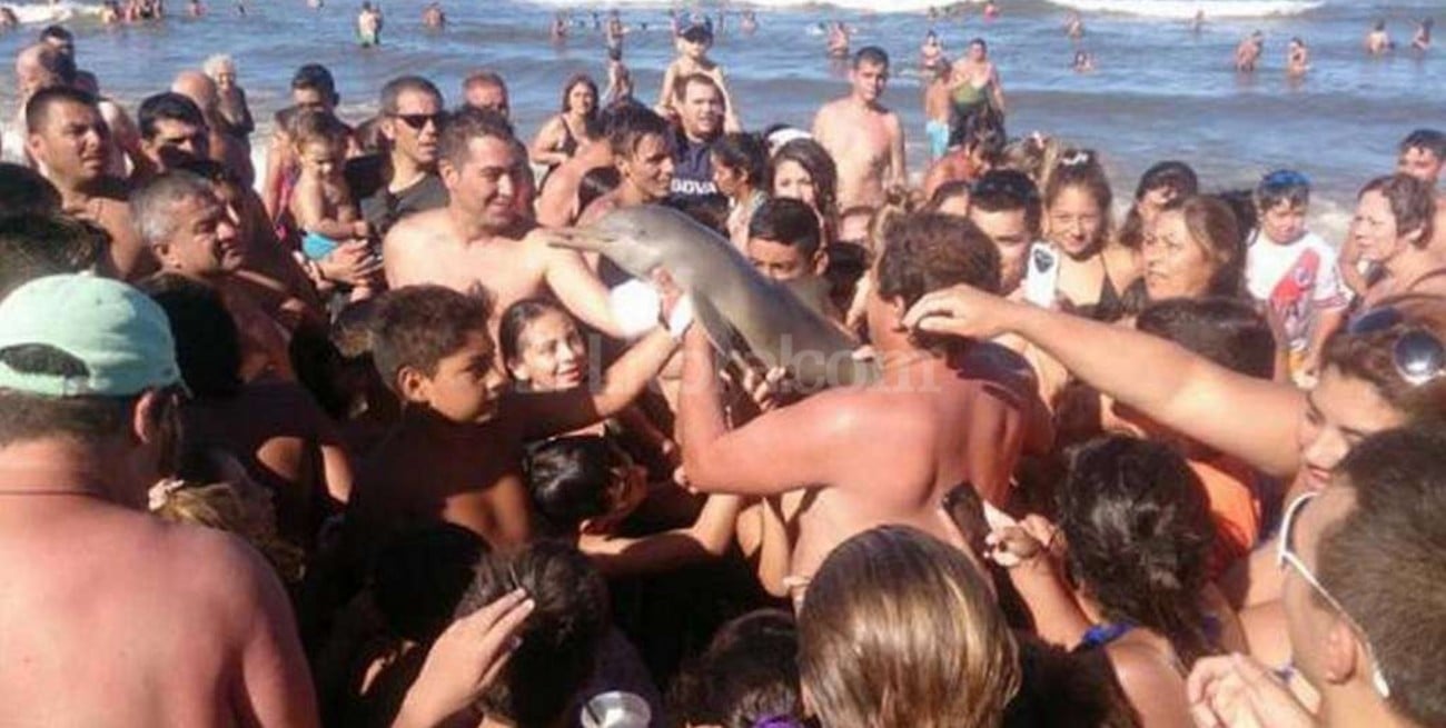 Sacaron un delfín del mar para tomarse fotos y lo mataron