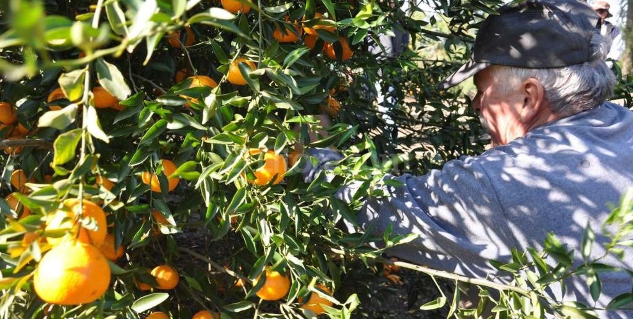 Exportadores de citrus también analizan regalar frutas como protesta