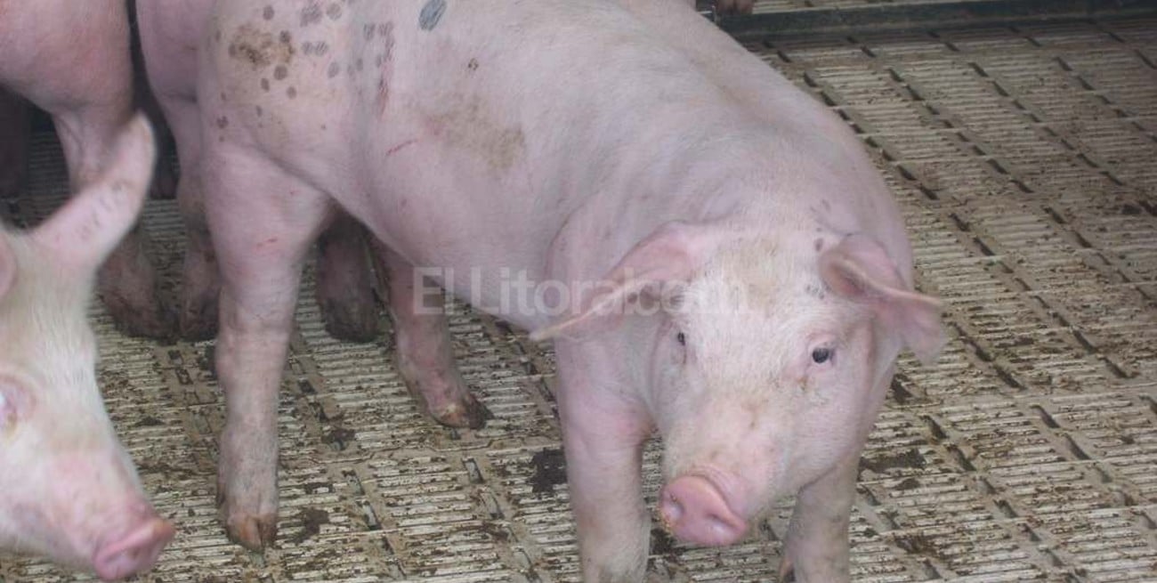 Advertencia de productores porcinos ante posibles problemas sanitarios 