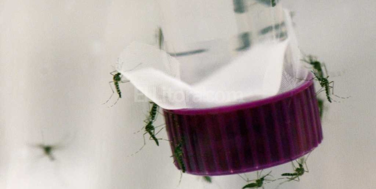 Confirmaron el primer caso de zika "importado" en Córdoba